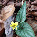 Halberd-leaf Yellow Violet