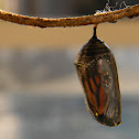 Monarch cocoon & butterfly
