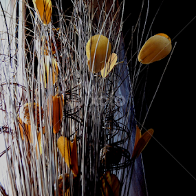 Between Light and Dark by Rumiana Doncheva - Artistic Objects Still Life