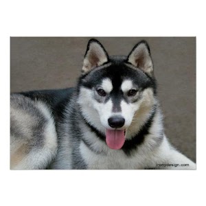 Dogs App.apk 2.2