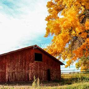 Country Autumn by Stacey Atkinson - Uncategorized All Uncategorized