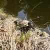 Rotwangen-Schmuchschildkröte