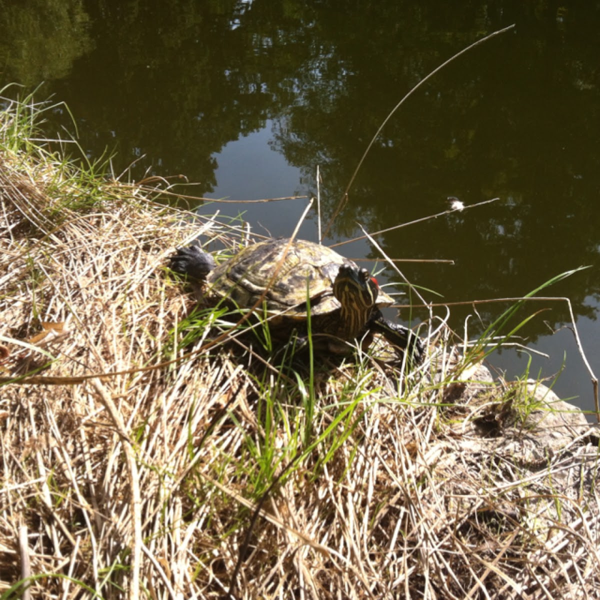 Rotwangen-Schmuchschildkröte