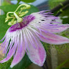 Cottonleaf Passionflower