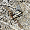 Burrowing Wasp and prey
