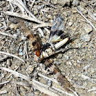 Burrowing Wasp and prey