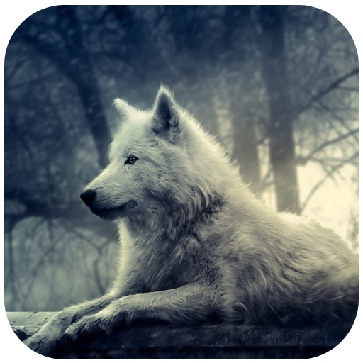 3D 늑대 배경 화면 個人化 App LOGO-APP開箱王