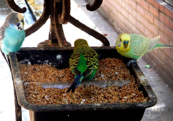 Periquito. Budgerigar | Project Noah