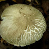 Mystery Mushroom #1 (1 of 2)