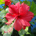 Hibiscus,செம்பருத்தி(Semparuthi)