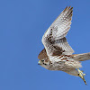 Prairie Falcon