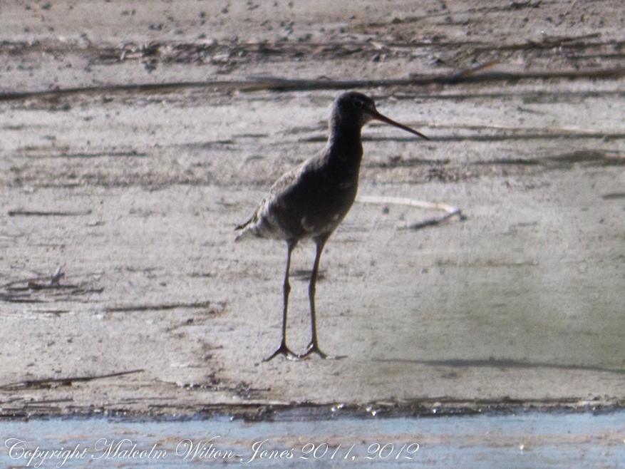 Spotted redshank; Archibebe Oscuro