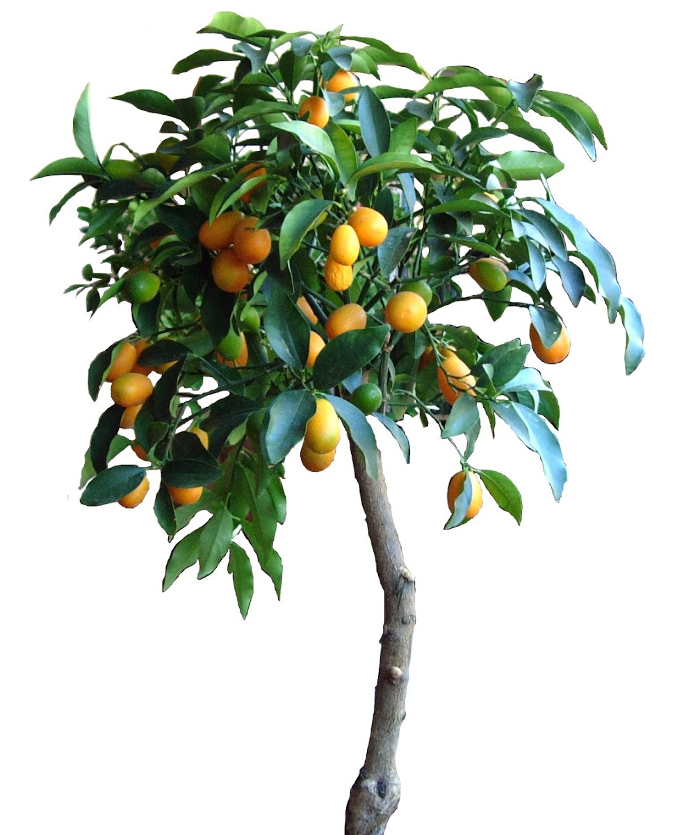 Kumquat o Quinoto