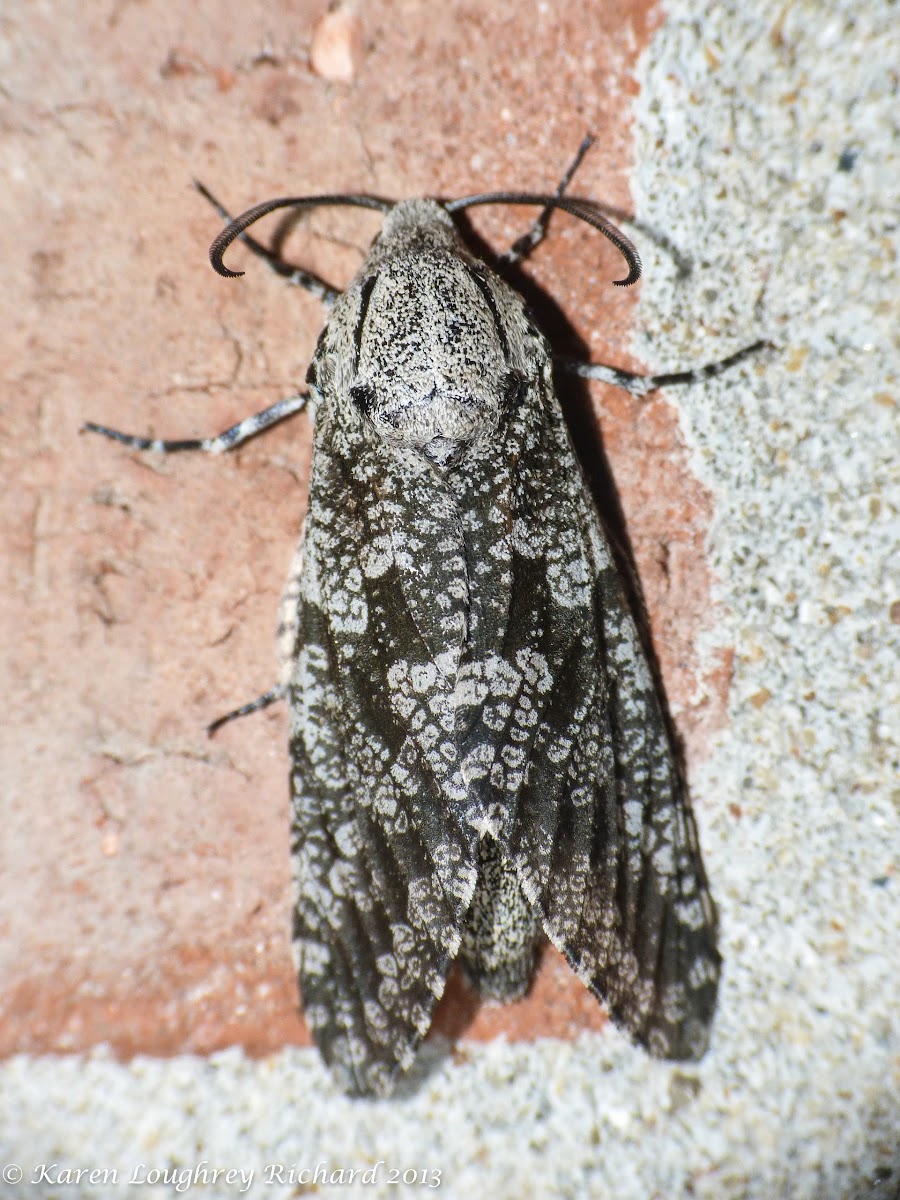 Carpenterworm moth