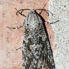 Carpenterworm moth