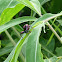 Frog-legged Leaf Beetle 紫莖甲