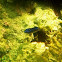 Yellowtail Damselfish  