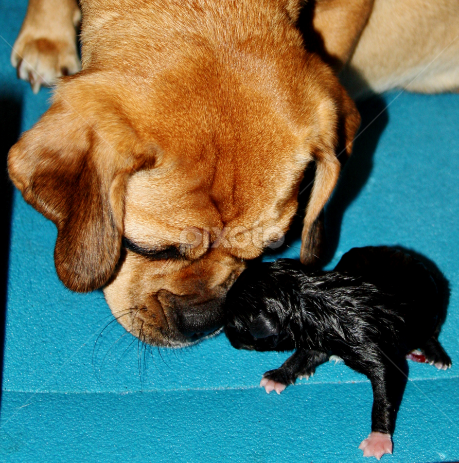 Eskimo Kisses by Donna Martin - Animals - Dogs Puppies