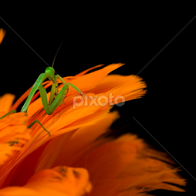 Nenjen by A Rahman - Animals Other