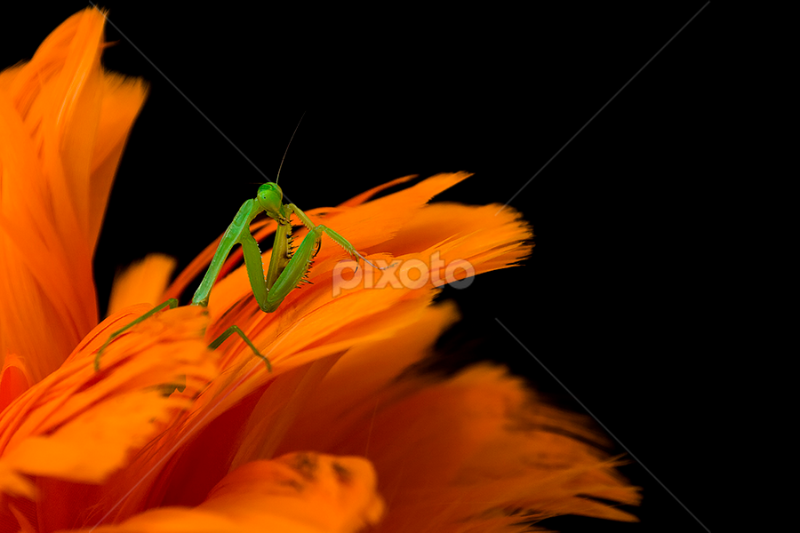 Nenjen by A Rahman - Animals Other