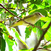 Yellow-green vireo