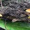 Yellow stalk Pluteus