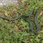 Blue striped garter snake