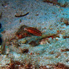 Red-lined wrasse juvenile