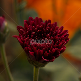 by Frozen Flame - Flowers Flowers 2011-2013