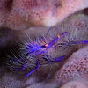 Hairy Pink Squat Lobster