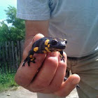 Fire Salamander