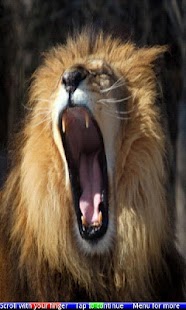 Free Animals Yawning 2 FREE APK