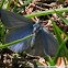 Spring Azure Butterfly
