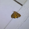Fruit piercing moth