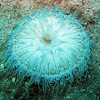 Blue long tentacle anemone