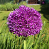 Allium