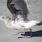 California gull - juvenile
