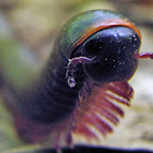 North American Millipede