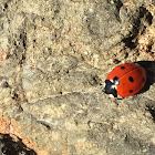 Seven-spotted Lady Beetle