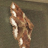Lunate Zale moth