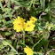 Little Yellow Groundcover