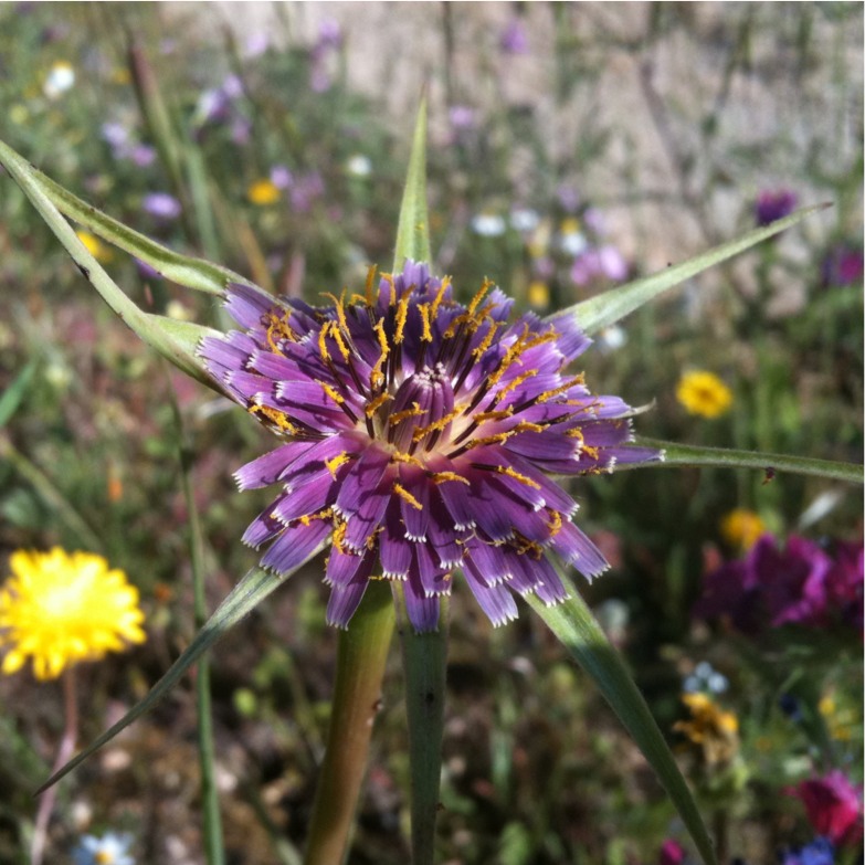 Purple Flower (Specific Species Unknown)