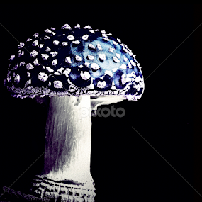 by Adrian Rusu - Nature Up Close Mushrooms & Fungi