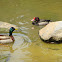 mallard and rosy-billed pochard