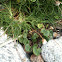 Common Scurvygrass