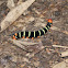 Frangipani Caterpillar