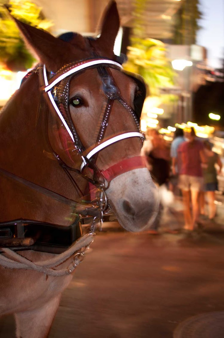 Mule in the French Quarter, New Orleans.