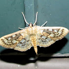 Herptogramma Moth