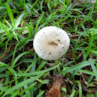 unidentified mushroom