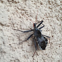 Wheel Assassin Bug, Family Reduviidae